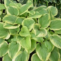 [뿌리]호스타(옥잠화)-프라그란트 부케 : 2뿌리 Q206