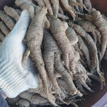 [산지직송] 태백 산더덕 (특대) 1kg 향이진한 고랭지 고산더덕