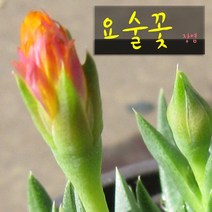 허브여울다육 요술꽃 지름 9cm 소품화분, 3개
