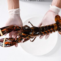 활 랍스터 생물 바닷가재 캐나다 랍스터 500g-1kg 항공직송 랍스타 캠핑요리, 항공직송 캐나다 활랍스터 700g 내외, 1개