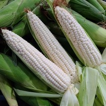 갓 수확한 강원도 봉화 제천 미백 찰옥수수, 22개
