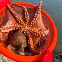 국내산 완도 제수용 돌문어 활 생물 자연산 제사상 돌문어 대왕문어 자숙문어 문어숙회 1kg, 1개