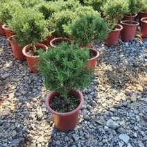 40~60cm 159 목대 로즈마리 중대품 외목대