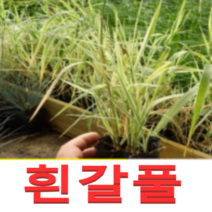 (성실D)신품종 그라스(흰갈풀)(포트) 7그루, 1개