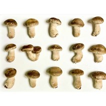 꼼지락농부의 무농약송화고버섯 못난이 가정용버섯500g 송고버섯 송화버섯 고송버섯
