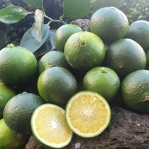 청귤 제주도 풋귤 혼합 로얄 농장직송 제철 귤, 혼합과, 4.5kg, 1개