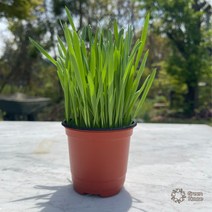 [가든테라스] 고양이 캣그라스 귀리 새싹화분, 6개