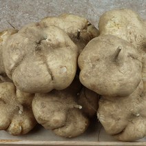 히카마 얌빈 멕시코감자 진안 신이내린감자 산지배송, 1box, 히카마10Kg