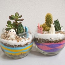 육식자매 다육식물 테라리움 만들기 DIY 키트, 노랑파랑 테라리움