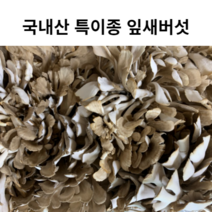 국내산 특이버섯 생잎새버섯 잎새버섯 잎새 버섯 무농약버섯 400g 600g 800g 국산 선물용 선물용버섯