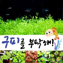 [미초] 키우기쉬운 유경+부상수초 초보자 세트 / 구피 수초 / 베타 수초 / 치어 수초 / 새우 수초 / 초보자 수초, 2. 로타라 그린 (20촉) + 부상수초 (3뿌리)