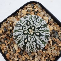 [메카다육]29-0615 슈퍼투구(실생 선인장)화분포함 다육식물