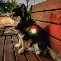 펫스마트 강아지 이름 각인 LED 인식표, 메탈블랙, 그린