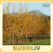 회화나무 묘목 황금회화 R4cm 개화주(분) 1개