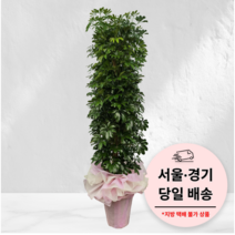 에코플랜트 금전수 개업 화분 집들이 선물 승진 사무실 이전 병원 개원 식당 개업식 축하 화분 배달 [서울 경기 당일배송]<토요일 오후 일요일 주문건 월요일배송>, 04. 홍콩야자, 1개” class=”wr-img”></a></div>
</div>
</div>
</div>
<div class=