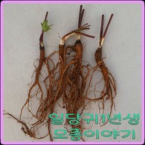 e쉬운새싹채소 모종이야기 당귀 모종 / 쌈당귀모종/ 일당귀모종 1년생 뿌리 1개500원, 30개