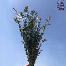 (로라네팜) 농장직송 유칼립투스 블랙잭 생화택배 공기정화식물 5종, 유칼립투스구니