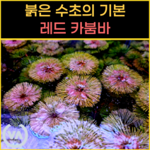 [비바소녀] 붉은수초의 기본 레드 카붐바 (10촉) / 초보수초 구피 은신처