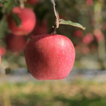 의성사과 금성산사과 5kg 17-18과 내외 비봉산사과 사촌가로숲사과, 상세페이지 참조