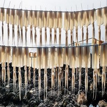 해나루덕장 속초 건오징어(중)10미(850g내외), 단품