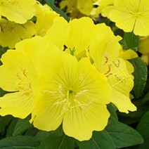 모종/황금낮달맞이(향달맞이) 10cm포트/3개 KM183, 3개