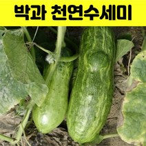 천연 박과 천연 수세미 씨 20립 일년생 넝쿨식물 열매 종자 씨앗