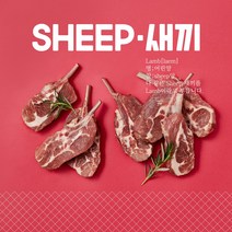 ( 딱 일주일만 단독할인) 6개월미만 새끼양갈비 - 최상급 숄더랙 SHEEP새끼 어린양고기 쉽새끼 캠핑양고기 스프링램 캠핑양갈비 2인기준 (소스4종무료)