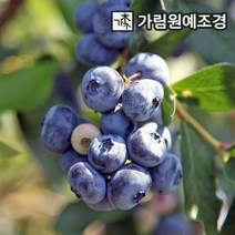 블루베리나무 블루베리 묘목 유실수 가림원예조경, 듀크: 7치화분 결실주