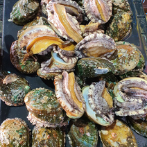 산지직송 신선한 완도 활 참 전복 1kg, 전복1kg (16미)