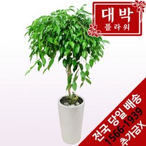 대박플라워 킹벤자민 개업화분 집들이선물 인테리어 공기정화식물 관엽식물 꽃배달