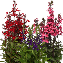 숙근 로벨리아 스타쉽 컬러선택(꽃씨앗/20립) Lobelia Starship, 스칼렛