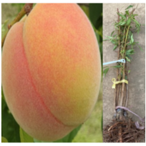 (성실D)복숭아묘목 중생황도 접목1년 3그루