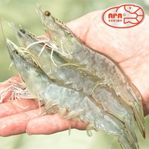 1년내내 당일수확 냉동X 산지직송 무항생제 흰다리새우 대하 친환경 실내양식 생새우 활새우 소금구이, 2kg, 1개