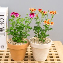리틀가든 랜디제라늄 엔젤아이스 제라늄 페라고늄 꽃화분 봄꽃, 1.랜디제라늄(색상랜덤), 3.독일토분_베이지