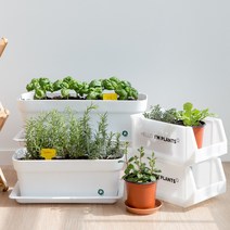 [피플랜트] 식용 허브 모종 키우기 텃밭화분 로즈마리 스위트바질 애플민트 딜 루꼴라 외16종, 11 잉글리쉬 라벤터
