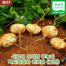 당뇨에 좋은 무농약 멕시코감자 히카마 얌빈 3kg 5kg 맥시코 히마카 인디언 생 히카마 감자 당뇨 아삭한 햇 감자