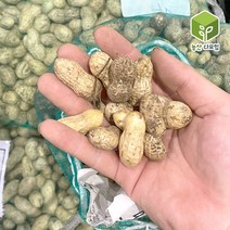 국내산 햇땅콩 흙땅콩 피땅콩 생땅콩 4kg, 1개