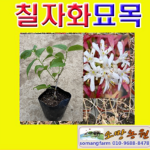 (D소망)칠자화나무묘목(4치 포트) 5그루, 1개