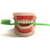 유치원 학교 치과 양치 교육용 치아 모형 이빨모형, 단품