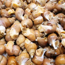 동해안 자연산 백골뱅이 생물 골뱅이탕 백골뱅이탕 생골뱅이, 소 1kg 35~45미, 1개