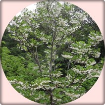 때죽나무 묘목 5주