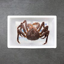 [은하수산] 레드 활 킹크랩 선물세트 2.0-2.2kg 1마리, 단품