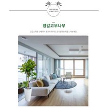 없음 [반값화분] MAIN-대형뱅갈고무나무150 직접배송 축하화분 개업화분 거실화분 카페화분 인테리어화분 아레카야자 극락조 알로카시아 파키라 고무나무, 낮은원통