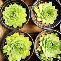 꽃나무팜 (5개한세트) 에메랄드자이언트 바위솔 월동다육 국민다육이 다육이키우기