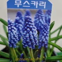 [다온야생화] N2564 무스카리 (10cm) [랜덤]