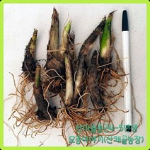 e쉬운새싹채소 산마늘모종 4~5년생 100촉/울릉도명이나물, 1개