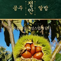 공주 정안 공주밤 햇밤 알밤 대 특대 GAP 2kg 4kg, 알밤 특대 2kg, 1개