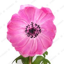 우리화훼종묘(주) 아네모네 구근- 판타지 로즈 (겹꽃), 1개