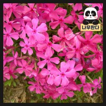 (나무판다) 야생화 꽃잔디 모종 5종 시리즈, 4.꽃잔디 에메랄드 포트(10개묶음)