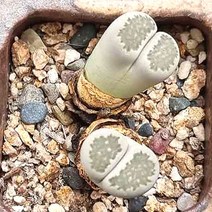 리톱스 살리콜라 다육이 귀욤 탈피 다육 랜덤41-20, 단품